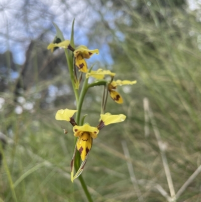Diuris sulphurea (Tiger Orchid) at Mount Ainslie - 6 Nov 2021 by Rebeccaryanactgov