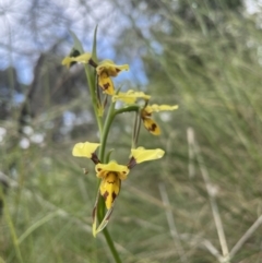 Diuris sulphurea (Tiger orchid) at Campbell, ACT - 6 Nov 2021 by Rebeccaryanactgov