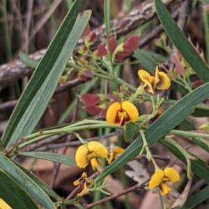 Daviesia mimosoides subsp. mimosoides at Acton, ACT - 7 Nov 2021