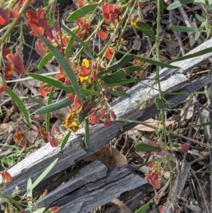 Daviesia mimosoides subsp. mimosoides at Acton, ACT - 7 Nov 2021 05:06 PM