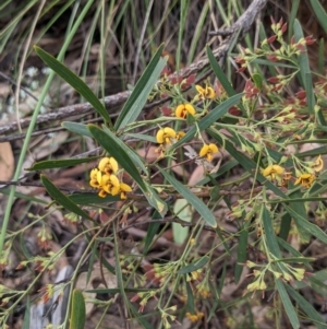 Daviesia mimosoides subsp. mimosoides at Acton, ACT - 7 Nov 2021 05:06 PM