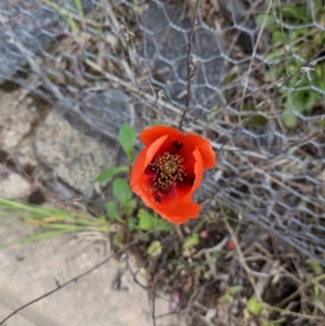 Papaver dubium at Molonglo Valley, ACT - 7 Nov 2021 06:51 PM