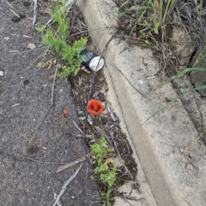 Papaver dubium at Molonglo Valley, ACT - 7 Nov 2021 06:51 PM