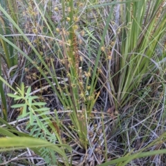 Drosera auriculata (Tall Sundew) at ANBG South Annex - 7 Nov 2021 by abread111