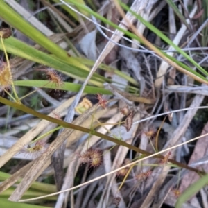 Drosera auriculata at Acton, ACT - 7 Nov 2021