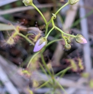 Drosera auriculata at Acton, ACT - 7 Nov 2021 06:03 PM