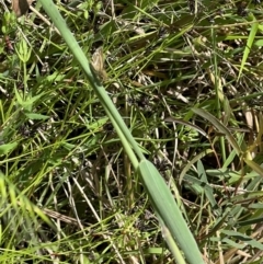 Taractrocera papyria (White-banded Grass-dart) at Murrumbateman, NSW - 7 Nov 2021 by SimoneC