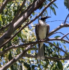 Philemon corniculatus (Noisy Friarbird) at Welaregang, NSW - 7 Nov 2021 by Darcy