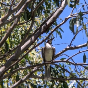 Philemon corniculatus at Welaregang, NSW - suppressed