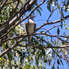 Philemon corniculatus at Welaregang, NSW - suppressed