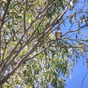 Philemon corniculatus at Welaregang, NSW - suppressed