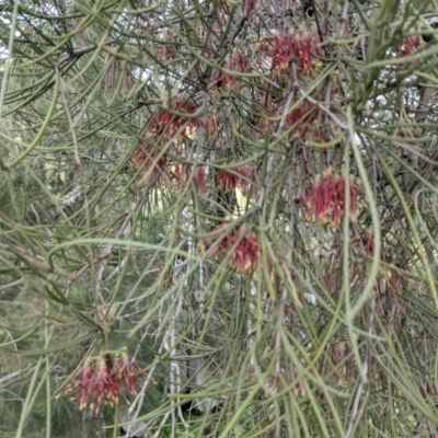 Amyema cambagei (Sheoak Mistletoe) at Molonglo River Reserve - 7 Nov 2021 by HelenCross