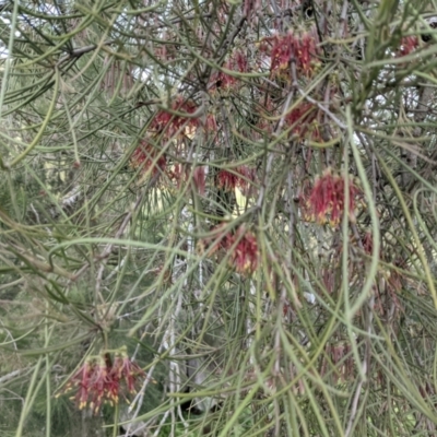 Amyema cambagei (Sheoak Mistletoe) at Stromlo, ACT - 7 Nov 2021 by HelenCross