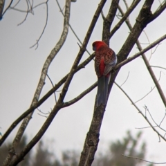 Platycercus elegans (Crimson Rosella) at Nariel Valley, VIC - 6 Nov 2021 by Darcy