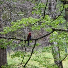 Platycercus elegans at Nariel Valley, VIC - suppressed