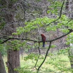 Platycercus elegans at Nariel Valley, VIC - suppressed