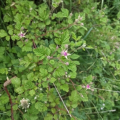 Rubus parvifolius (Native Raspberry) at Molonglo River Reserve - 7 Nov 2021 by HelenCross