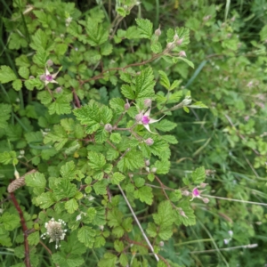 Rubus parvifolius at Stromlo, ACT - 7 Nov 2021