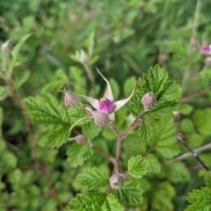 Rubus parvifolius at Stromlo, ACT - 7 Nov 2021