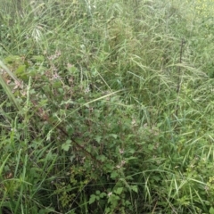 Rubus parvifolius at Stromlo, ACT - 7 Nov 2021