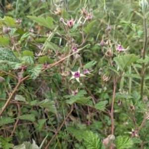 Rubus parvifolius at Stromlo, ACT - 7 Nov 2021