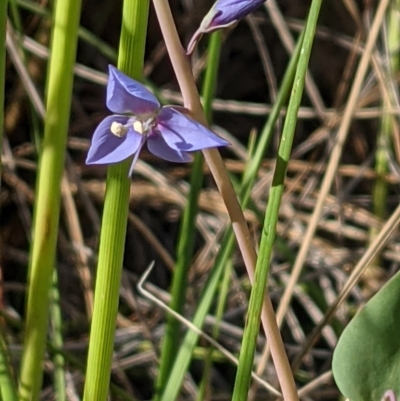 Veronica perfoliata (Digger's Speedwell) at ANBG South Annex - 7 Nov 2021 by abread111