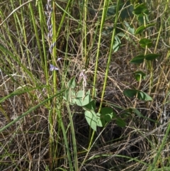 Veronica perfoliata at Acton, ACT - 7 Nov 2021 05:28 PM