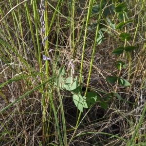 Veronica perfoliata at Acton, ACT - 7 Nov 2021