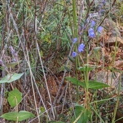 Veronica perfoliata at Acton, ACT - 7 Nov 2021 05:28 PM