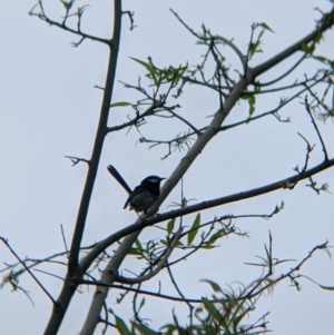 Malurus cyaneus at Nariel Valley, VIC - 6 Nov 2021