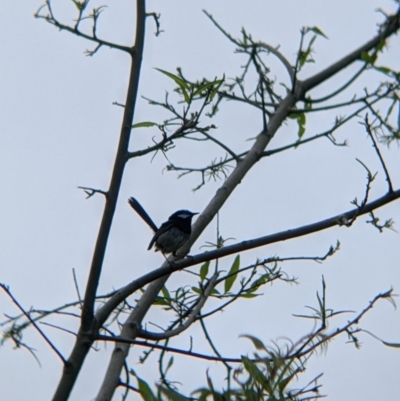 Malurus cyaneus (Superb Fairywren) at Nariel Valley, VIC - 6 Nov 2021 by Darcy