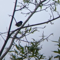 Malurus cyaneus at Nariel Valley, VIC - 6 Nov 2021