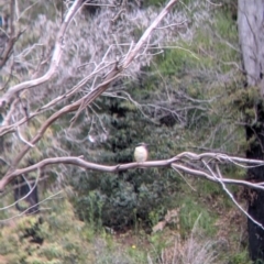 Todiramphus sanctus (Sacred Kingfisher) at Nariel Valley, VIC - 6 Nov 2021 by Darcy