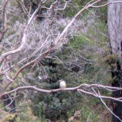 Todiramphus sanctus at Nariel Valley, VIC - 6 Nov 2021