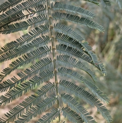 Acacia dealbata subsp. dealbata (Silver Wattle) at Nariel Valley, VIC - 6 Nov 2021 by Darcy