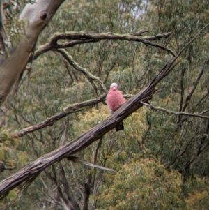 Eolophus roseicapilla at Nariel Valley, VIC - 6 Nov 2021