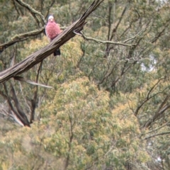 Eolophus roseicapilla at Nariel Valley, VIC - 6 Nov 2021 12:40 PM