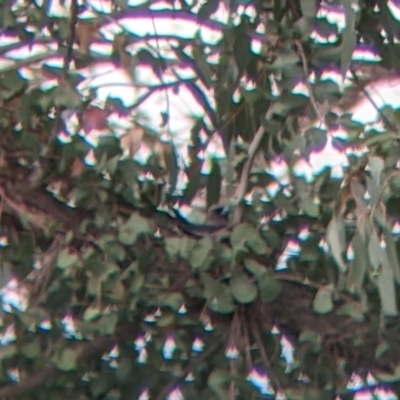 Artamus cyanopterus cyanopterus (Dusky Woodswallow) at Colac Colac, VIC - 6 Nov 2021 by Darcy