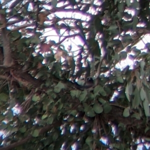 Artamus cyanopterus at Colac Colac, VIC - suppressed