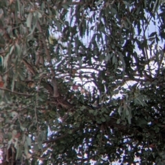 Artamus cyanopterus at Colac Colac, VIC - suppressed