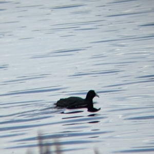 Fulica atra at Colac Colac, VIC - suppressed