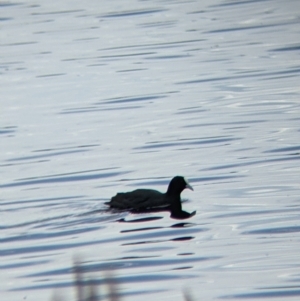 Fulica atra at Colac Colac, VIC - suppressed