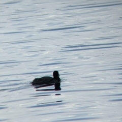 Fulica atra at Colac Colac, VIC - suppressed