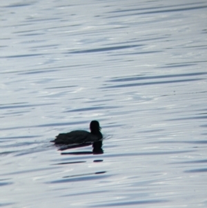 Fulica atra at Colac Colac, VIC - 6 Nov 2021