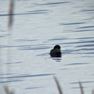 Fulica atra at Colac Colac, VIC - 6 Nov 2021