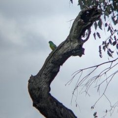 Psephotus haematonotus (Red-rumped Parrot) at Colac Colac, VIC - 6 Nov 2021 by Darcy