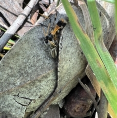 Hypoblemum scutulatum (A jumping spider) at Murrumbateman, NSW - 7 Nov 2021 by SimoneC