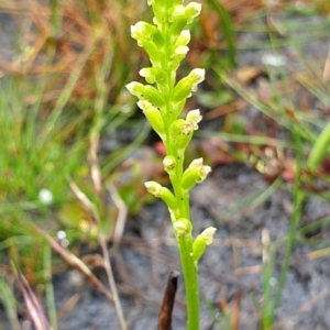 Microtis sp. at Cape Conran, VIC - suppressed