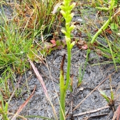 Microtis sp. at Cape Conran, VIC - suppressed