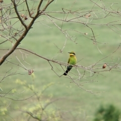 Merops ornatus at Towong, VIC - 6 Nov 2021 04:13 PM